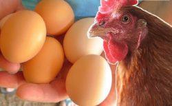 cách nhận biết trứng gà trống