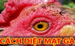 cach-diet-mat-ga-3
